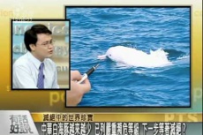 Embedded thumbnail for 滅絕中的台灣國寶－白海豚